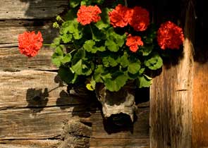 Geraniums decorate a wooden wall