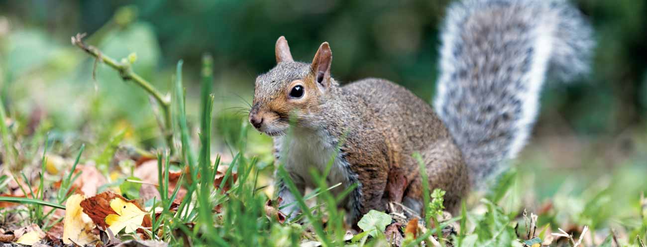 Uno scoiattolo a terra in una radura nel bosco