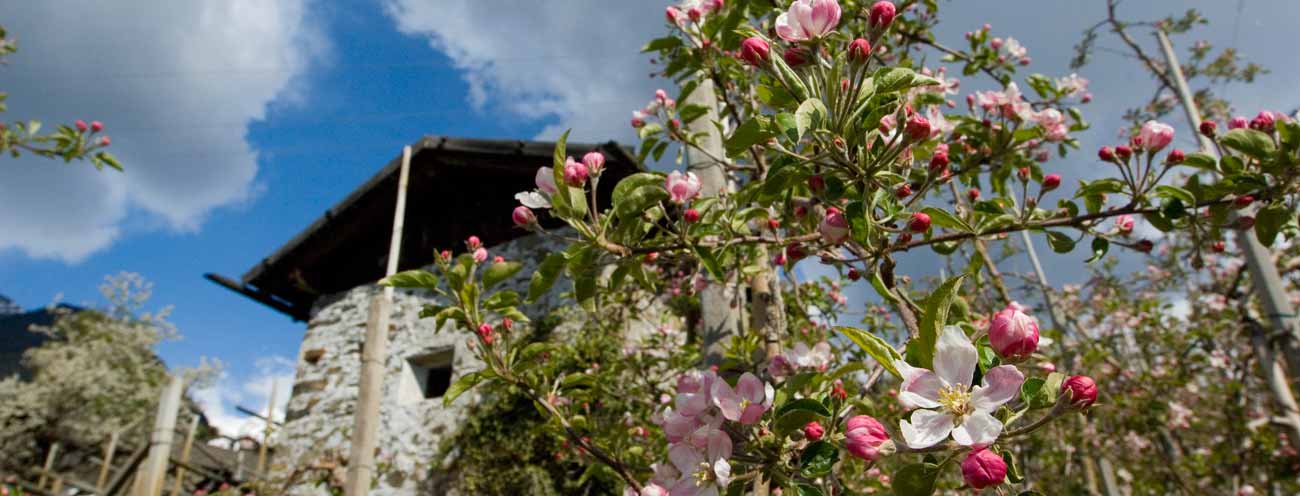 A farm made of stone with apple blossoms in the foreground