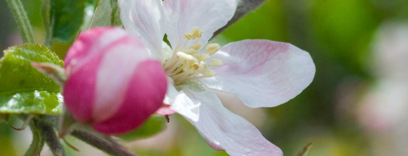 Primo piano di un fiore di melo rosa e bianco