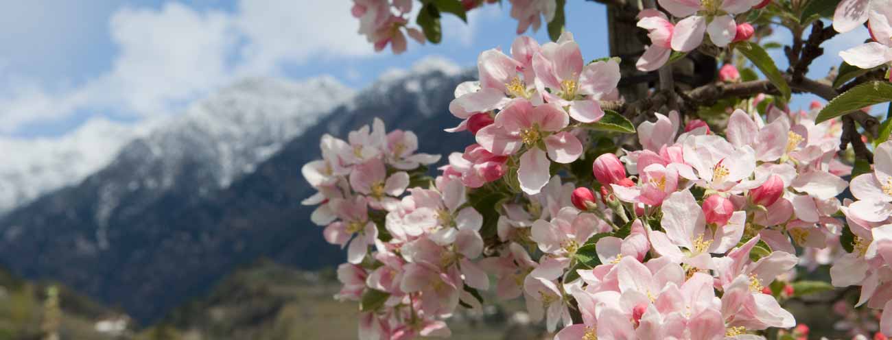 Primo piano di fiori di melo colorati di rosa