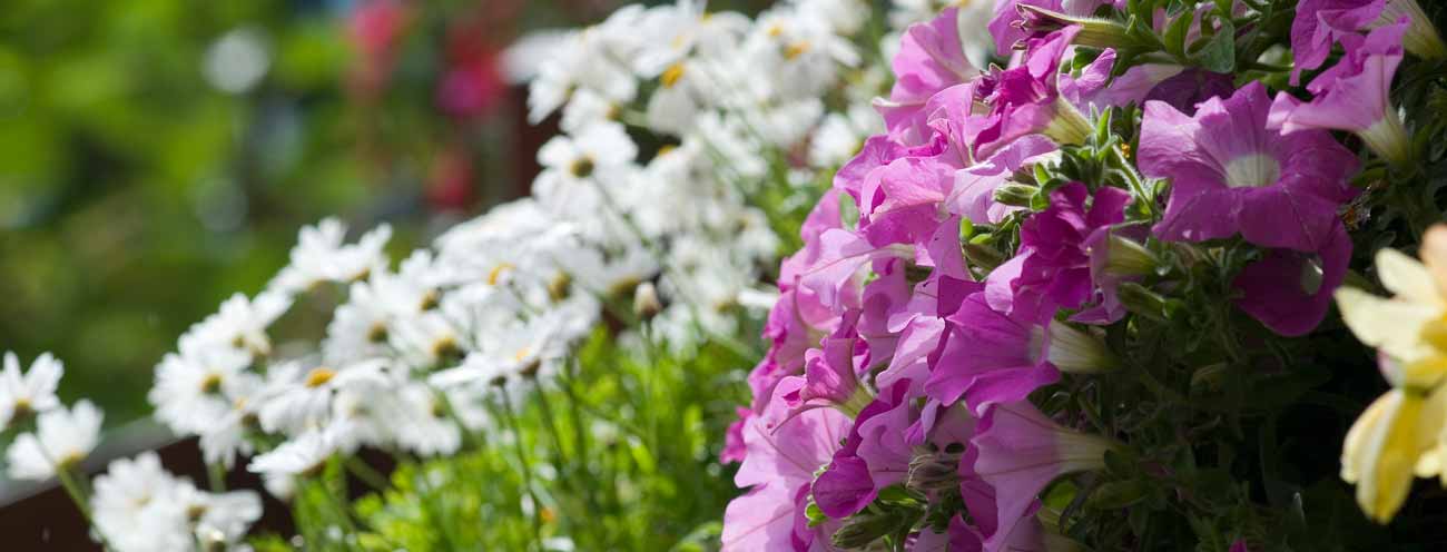 Petunias and daisies lined up